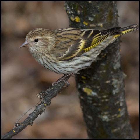 Pine Siskin
