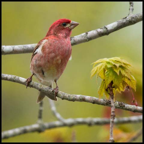 Purple Finch