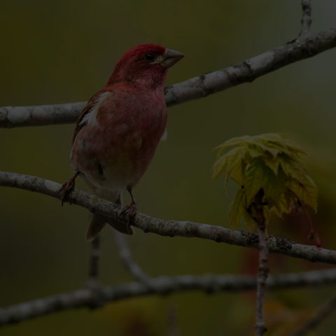 Purple Finch