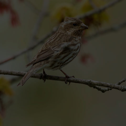Purple Finch