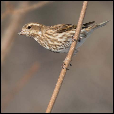 Purple Finch