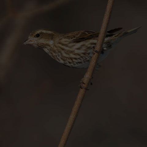 Purple Finch