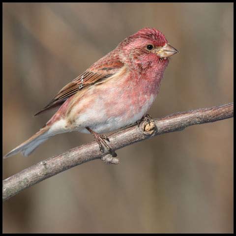 Purple Finch