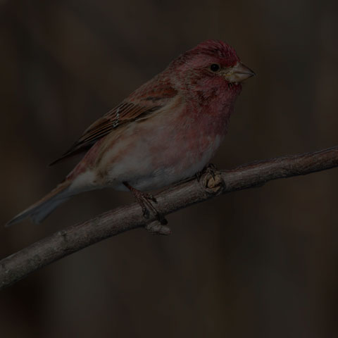 Purple Finch