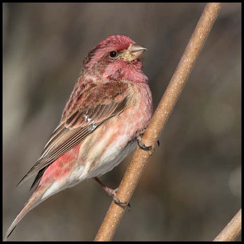 Purple Finch