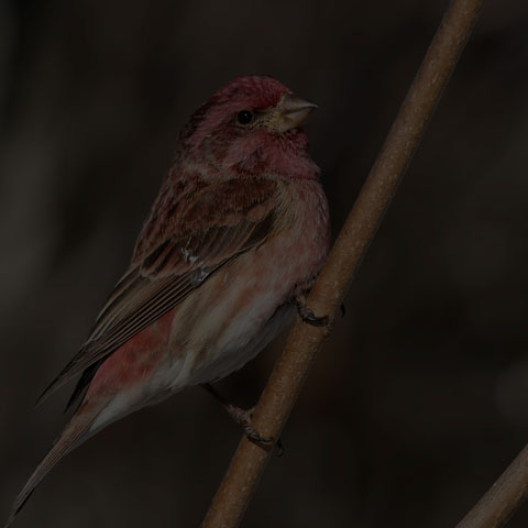 Purple Finch