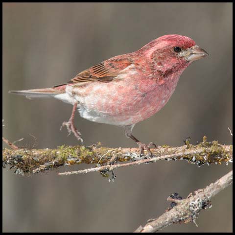 Purple Finch