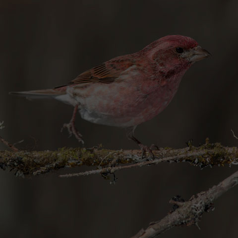 Purple Finch