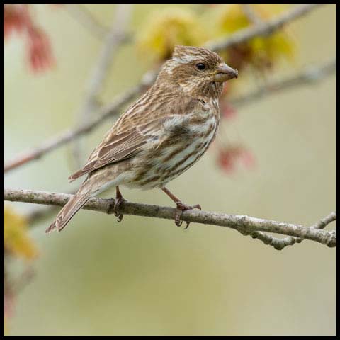 Purple Finch