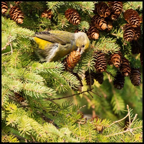Red Crossbill