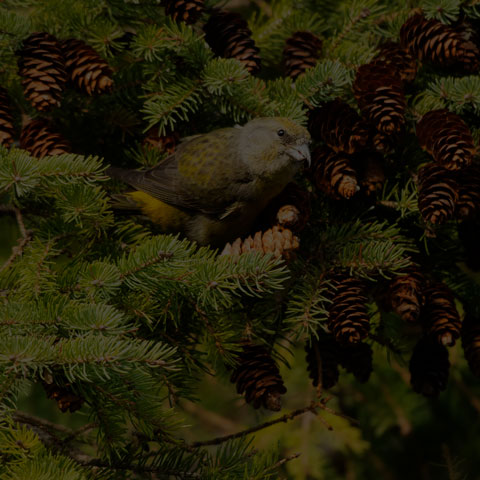 Red Crossbill