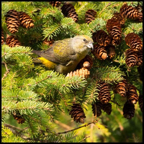 Red Crossbill