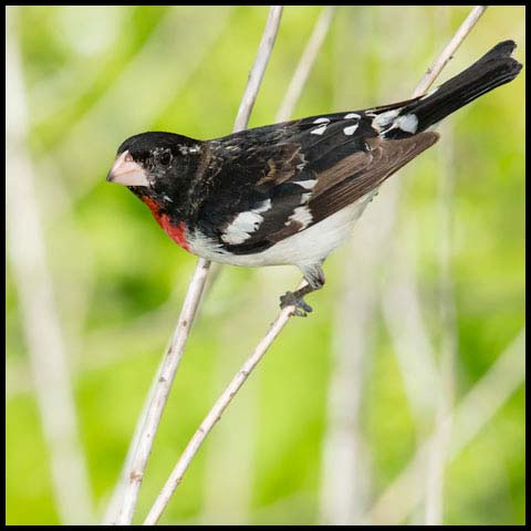 Rose-breasted Grosbeak