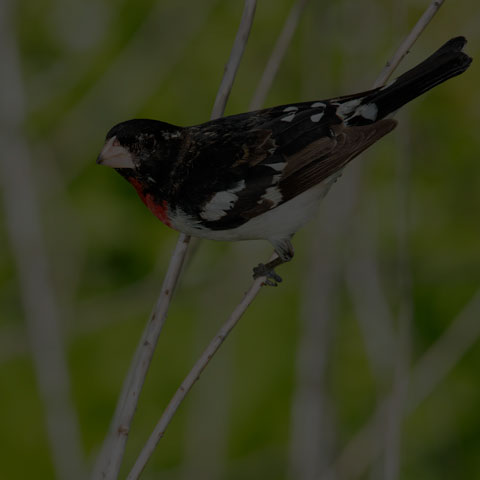 Rose-breasted Grosbeak