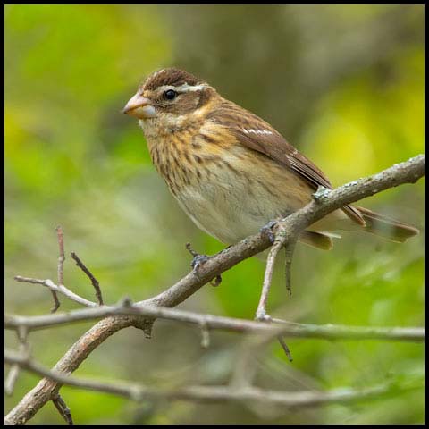 Rose-breasted Grosbeak