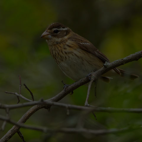 Rose-breasted Grosbeak