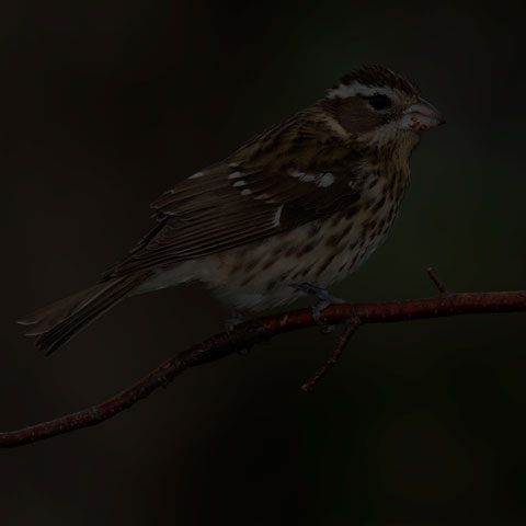 Rose-breasted Grosbeak