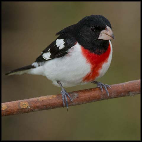 Rose-breasted Grosbeak