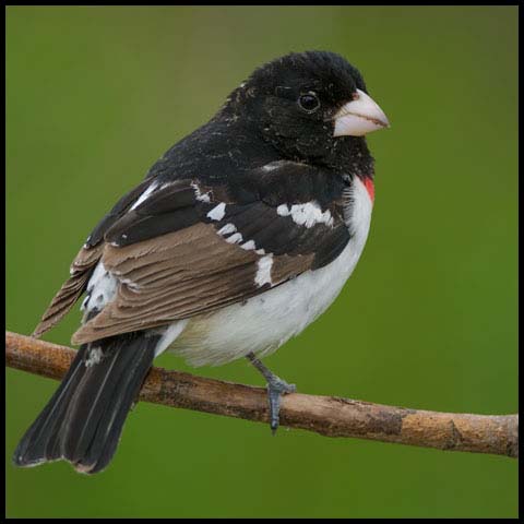Rose-breasted Grosbeak