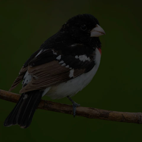 Rose-breasted Grosbeak