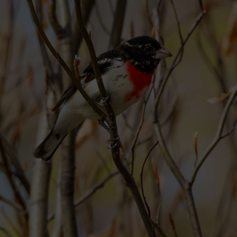 Rose-breasted Grosbeak