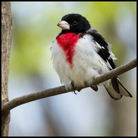 Rose-breasted Grosbeak