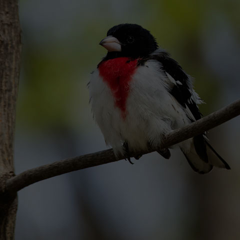 Rose-breasted Grosbeak