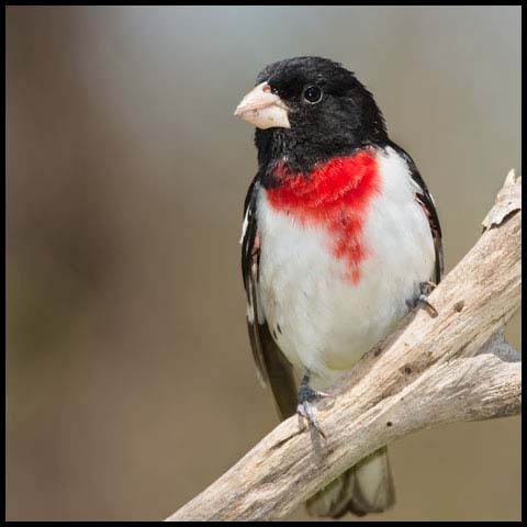 Rose-breasted Grosbeak