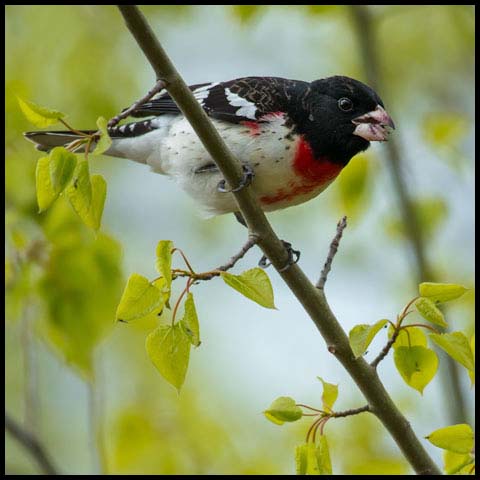 Rose-breasted Grosbeak