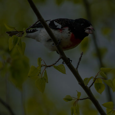 Rose-breasted Grosbeak