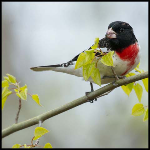 Rose-breasted Grosbeak