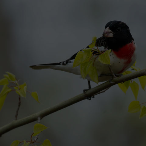 Rose-breasted Grosbeak