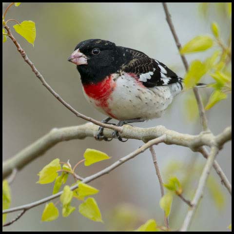 Rose-breasted Grosbeak