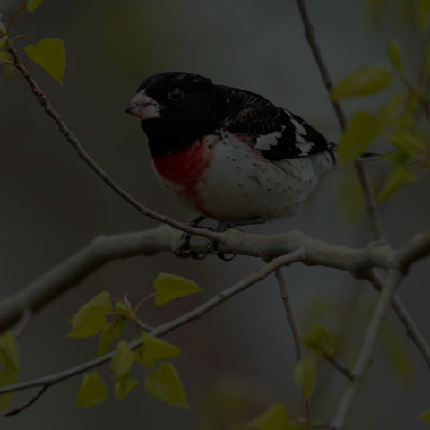 Rose-breasted Grosbeak