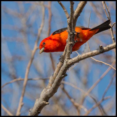 Scarlet Tanager