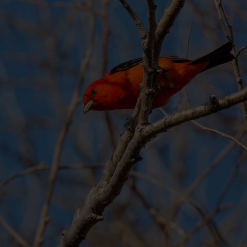 Scarlet Tanager
