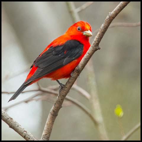 Scarlet Tanager