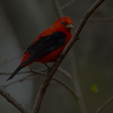 Scarlet Tanager