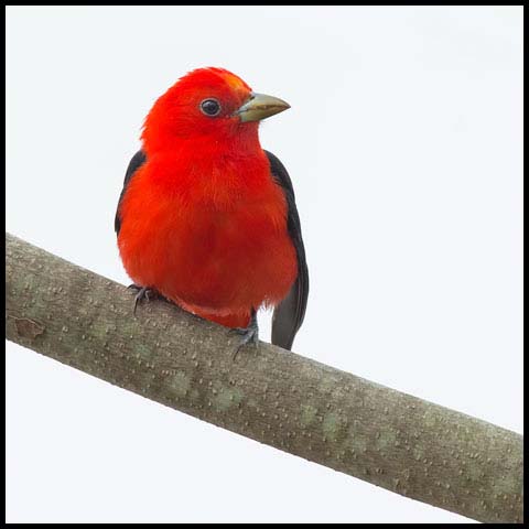 Scarlet Tanager