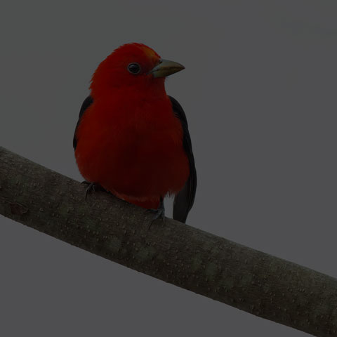 Scarlet Tanager