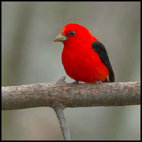 Scarlet Tanager