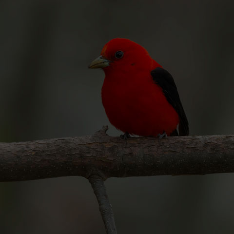 Scarlet Tanager
