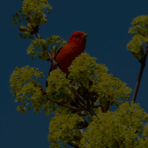 Scarlet Tanager