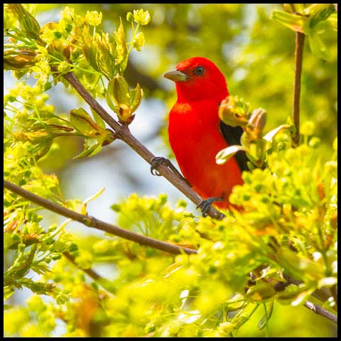 Scarlet Tanager