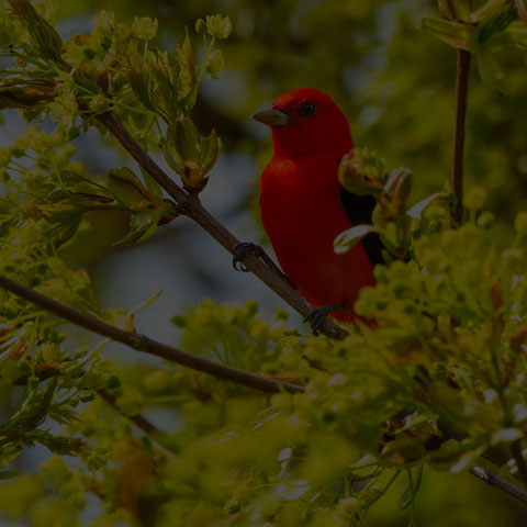 Scarlet Tanager