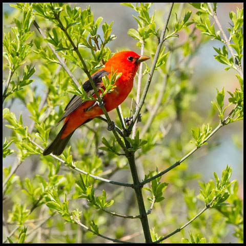 Scarlet Tanager