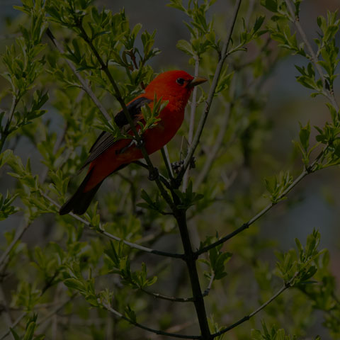 Scarlet Tanager