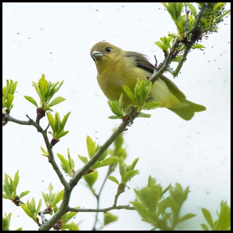 Scarlet Tanager