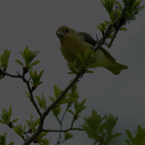 Scarlet Tanager