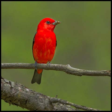 Scarlet Tanager